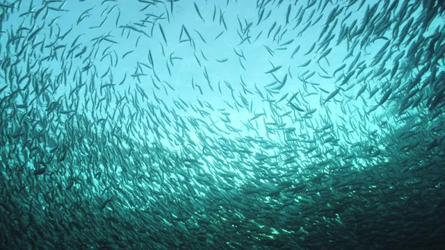 巨大的鲱鱼群在挪威的海洋中游动视频下载