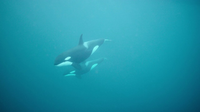 虎鲸和幼鲸在挪威的蓝海中游泳视频素材
