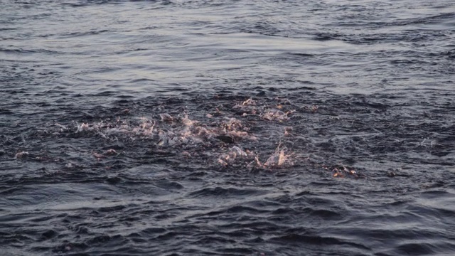 挪威，鲱鱼跳起来躲避虎鲸视频下载