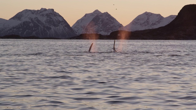 挪威，两只虎鲸浮出水面并喷水视频下载