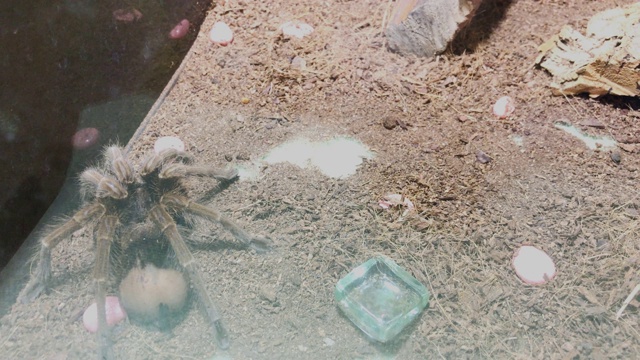 水族箱里的大蜘蛛视频素材