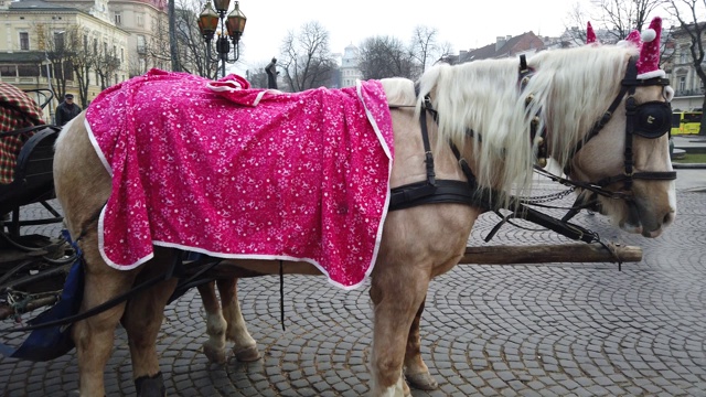 乌克兰利沃夫——2020年1月19日:一辆马车载着游客在城市中游览。视频素材