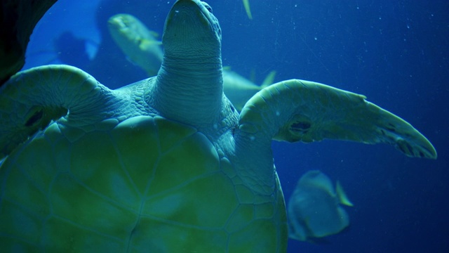 在水族馆里和其他鱼类一起游泳的绿海龟视频素材