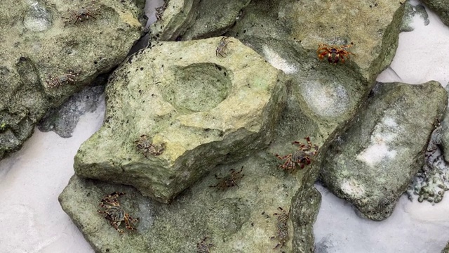脚步快的岩石螃蟹视频素材