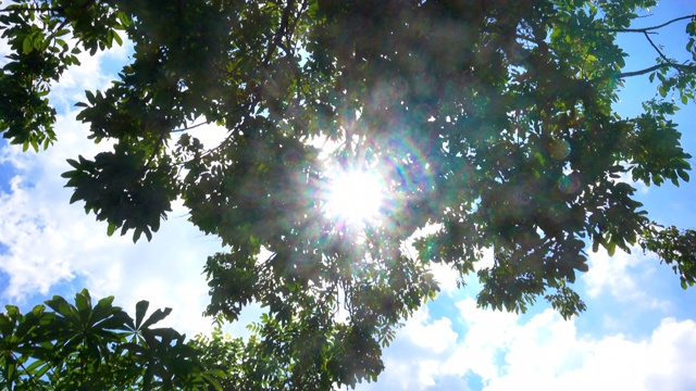 阳光透过树枝，光晕在镜头上视频下载