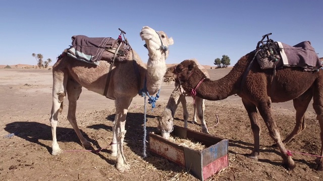 年轻的图阿雷格人在非洲西撒哈拉沙漠喂养骆驼视频下载