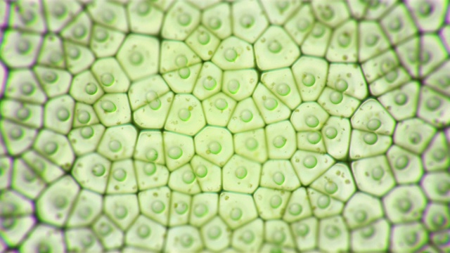 显微镜下的叶绿体真核细胞动态。植物细胞中的绿色显微结构。研究和基因工程。生物学和科学细胞概念。转基因DNA视频。4 k视频下载