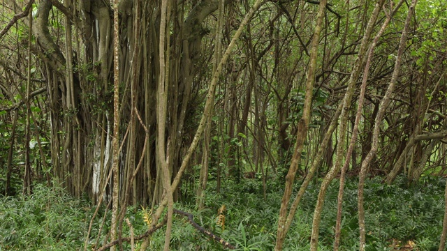 一名男子在夏威夷瓦胡岛森林拍摄榕树。视频下载