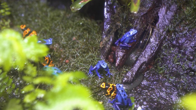 蓝色毒箭蛙和橙色毒箭蛙视频素材