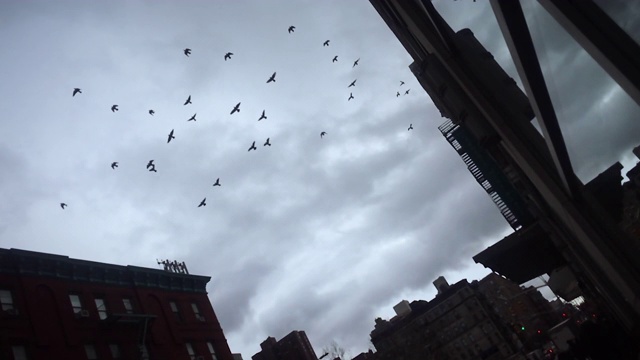 鸟群在慢镜头中反射(喃喃自语)视频素材
