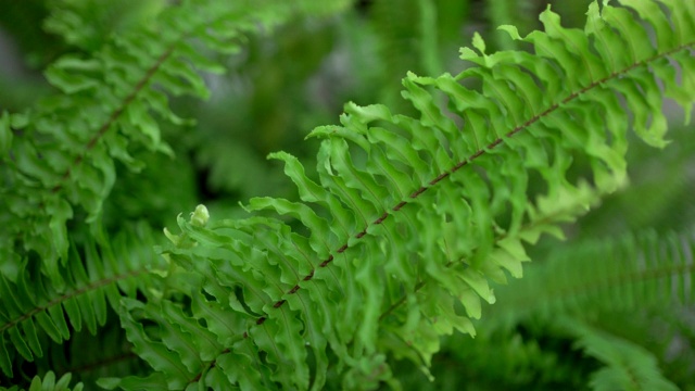 绿色蕨叶的特写。蕨叶模式。手持拍摄的视频下载