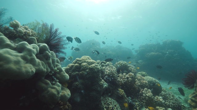 在珊瑚礁水下游动的热带鱼和其他海洋生物。视频素材