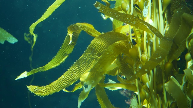 光线透过巨大的海藻森林。Macrocystis pyrifera。潜水，水族馆和海洋概念。水下近距离摇摆的海藻叶子。阳光穿透充满活力的奇异海洋植物视频下载