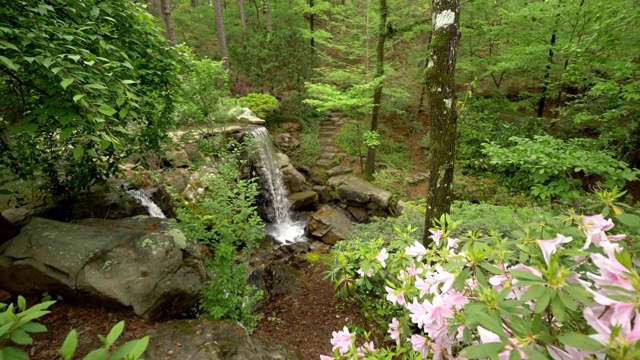隐藏的瀑布在和平的绿色森林花朵视频下载