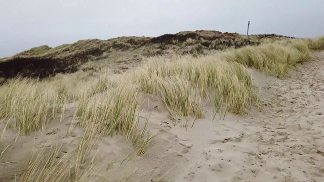 在暴风雨期间，马兰草在海滩上视频下载