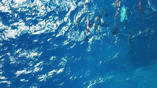 一群海豚在印度洋游泳视频素材