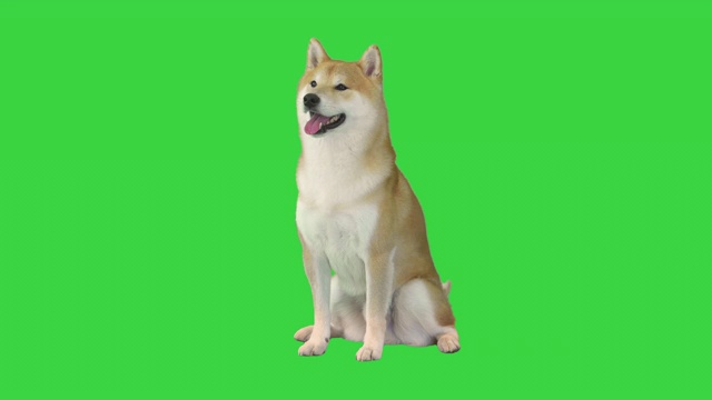 可爱的日本柴犬坐在绿色屏幕上等待，颜色键视频素材
