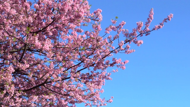 河津樱花映衬着清澈的蓝天视频下载