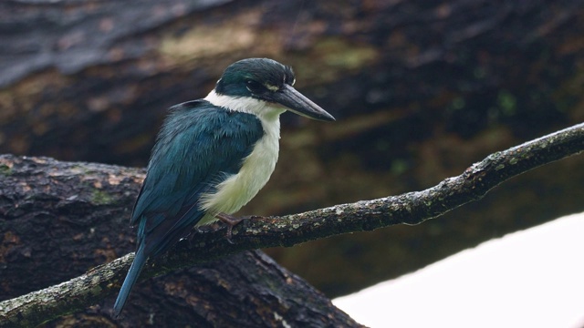 翠鸟- Todiramphus chloris中型翠鸟亚科翡翠，树翠鸟，也被称为白领翠鸟或红树林翠鸟，在大雨中。视频素材