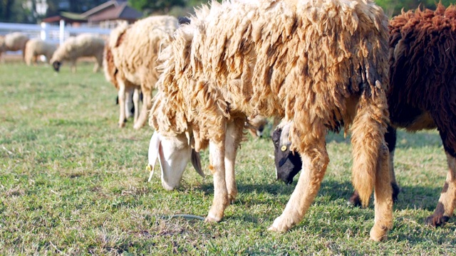 绵羊在农场放牧视频素材