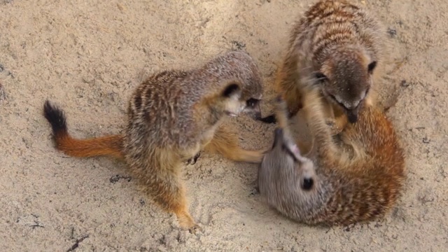 一群猫鼬以一种有趣的方式互相争斗的特写，动物行为，来自非洲的热带物种视频下载