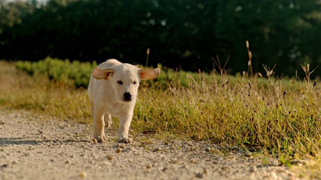 超级慢动作时间扭曲效果的小狗在土路视频素材