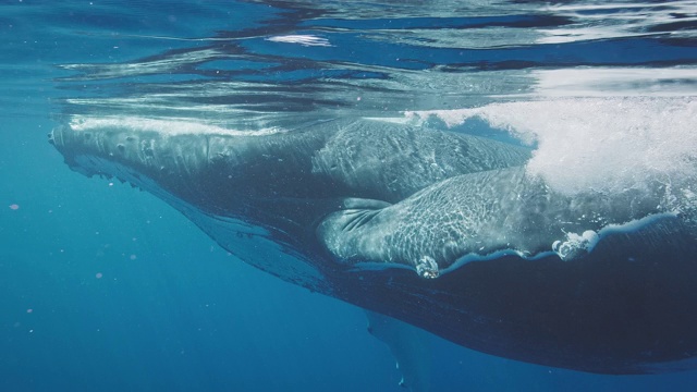 座头鲸在海洋中游泳的惊人水下视图视频素材