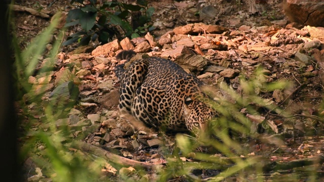 豹在它的自然栖息地喝水视频素材