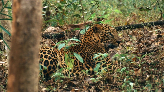 在印度森林保护区的自然栖息地休息的豹视频素材