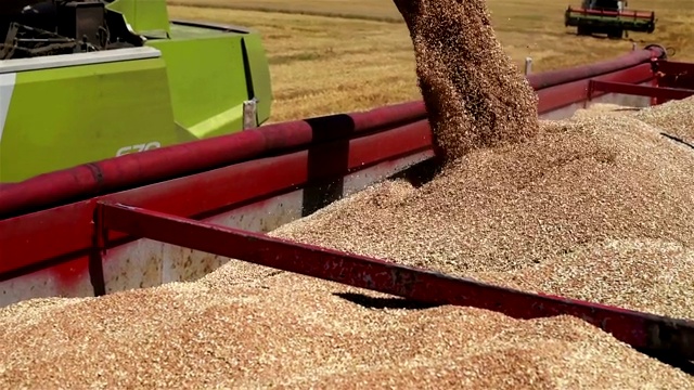 特诺比尔- 7月20日:2017年7月20日，特诺比尔联合收割机将新鲜收获的小麦转移到拖拉机拖车上进行运输视频素材