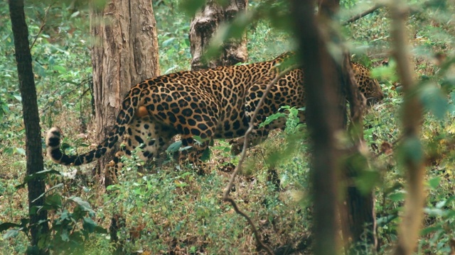 在印度森林保护区的自然栖息地休息的豹视频下载