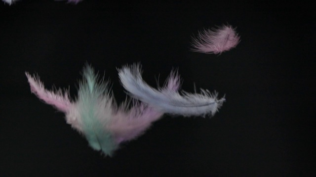 彩色蓬松的羽毛落在黑色的背景上视频下载