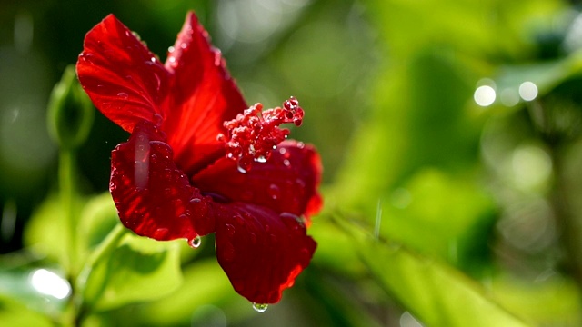 一滴水滴在红花芙蓉上，近处。一滴雨落在红色的芙蓉花瓣上。视频素材