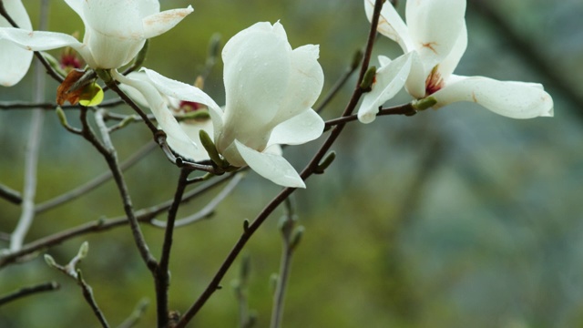 韩国全罗南道顺天溪松光沙寺的木兰花瓣飘落视频素材