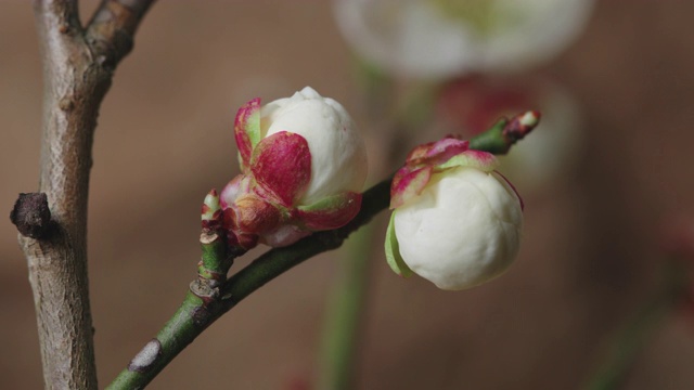 韩国全罗南道顺天溪松光沙寺盛开的梅花视频素材