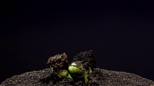 在一个黑色的背景下拍摄的三颗豆子从豆芽中旋转和生长的地面视图。视频素材