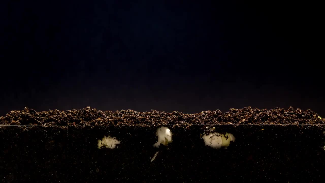 在一个黑色的背景下拍摄的三颗豆子从豆芽中旋转和生长的地面视图。视频下载