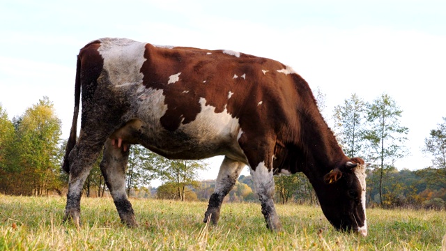大牛在草坪上慢慢地走着，吃着新鲜的绿草。友好的动物在草地上吃草。牛在牧场。风景优美的自然背景。农业的概念。慢动作视频素材