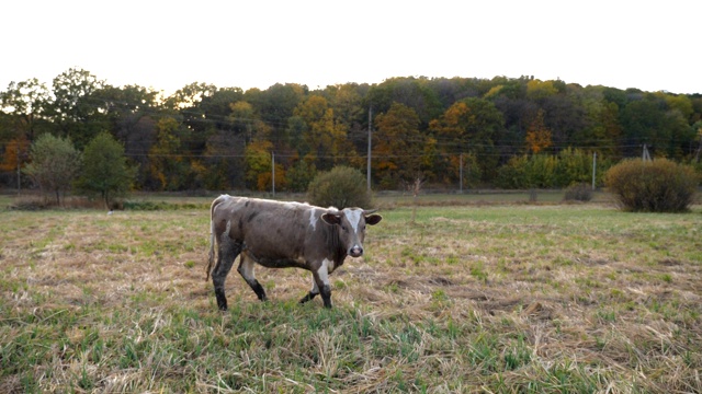 奶牛走在草坪上，好奇地看着镜头。可爱友好的动物在草地上吃草。牛在牧场。风景优美的自然背景。农业的概念。侧视图视频素材