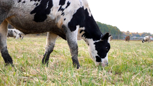 奶牛走在草坪上吃新鲜的绿草的特写。夏日里，友好的动物在草地上吃草。牛在牧场。风景优美的自然背景。农业的概念。慢动作视频素材