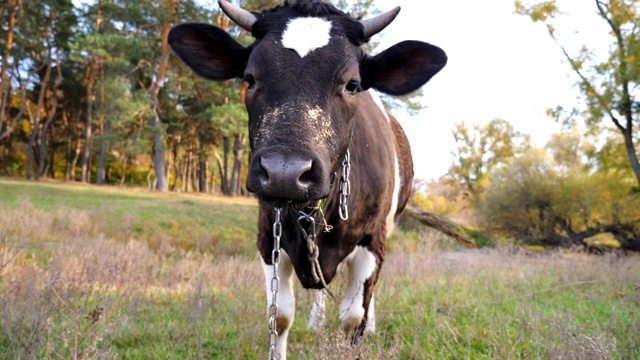好奇的黑牛站在草坪上看着摄像机。可爱友好的动物在草地上吃草，表现出好奇心。牛在牧场。农业的概念。慢镜头视频素材