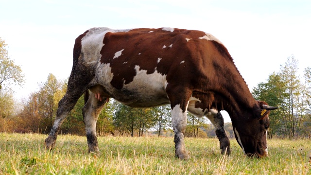 大牛在草坪上慢慢地走着，吃着新鲜的绿草。友好的动物在草地上吃草。牛在牧场。风景优美的自然背景。农业的概念。慢动作视频素材
