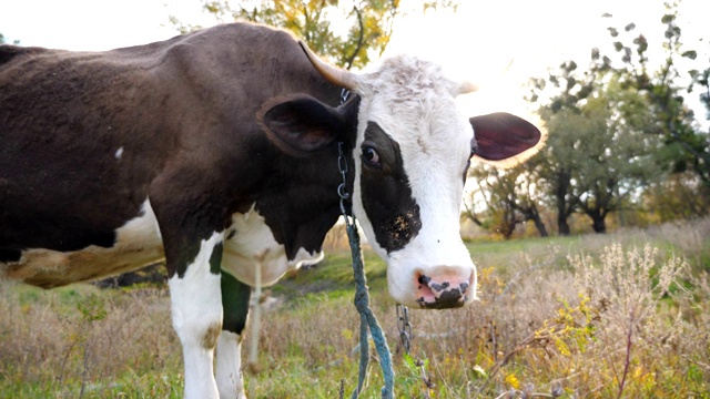 好奇的奶牛站在草坪上看着摄像机。可爱友好的动物在草地上吃草，表现出好奇心。牛在牧场。风景优美的自然景观，以阳光为背景。农业的概念。视频素材