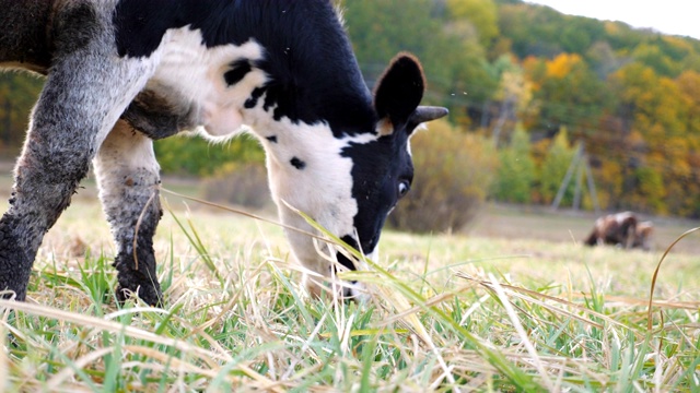奶牛在草坪上吃着新鲜的绿草。夏日里，友好的动物在草地上吃草。牛在牧场。风景优美的自然背景。农业的概念。慢动作视频素材