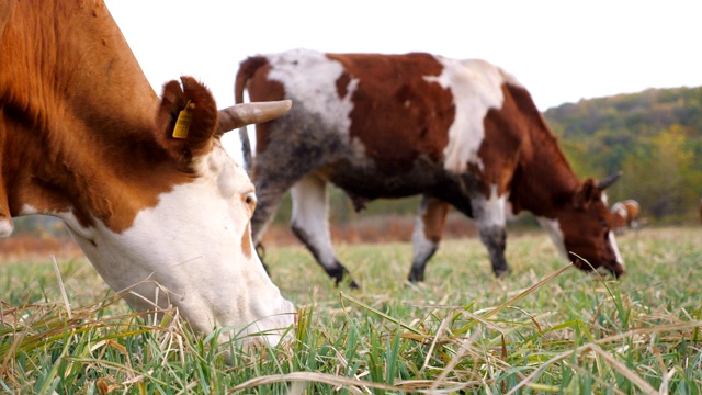 近距离的牛在草坪上吃新鲜的绿草。在草地上吃草的动物。牛在牧场。风景优美的自然背景。农业的概念。慢动作视频素材