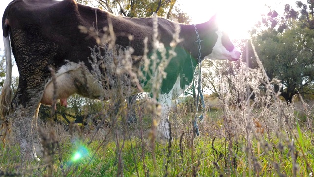大牛站在草坪上，平静地看着什么东西。可爱友好的动物在阳光灿烂的日子里在草地上吃草。牛在牧场。风景优美的自然背景。农业的概念。低视角慢动作视频素材