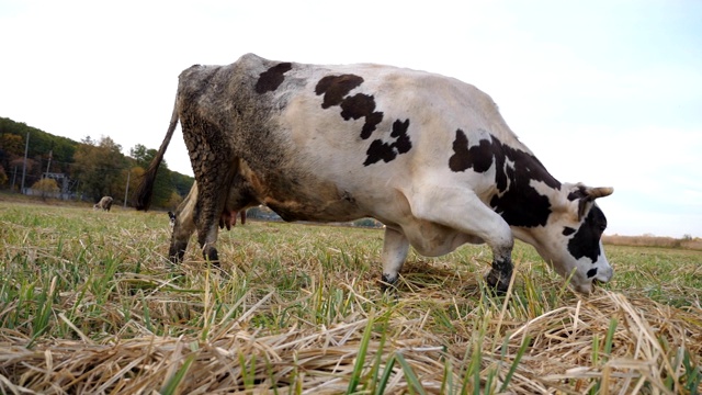大牛在草坪上慢慢地走着，吃着新鲜的绿草。友好的动物在草地上吃草。牛在牧场。风景优美的自然背景。农业的概念。慢镜头视频素材