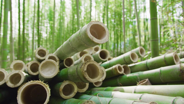 近距离镜头切割有机竹竿准备加工成可持续的绿色产品。背景是竹林。耀斑。视频下载