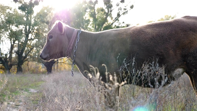 小母牛好奇地站在草坪上，平静地看着什么东西。可爱友好的动物在阳光灿烂的日子里在草地上吃草。牛在牧场。模糊的背景。农业的概念。摄影慢动作视频素材
