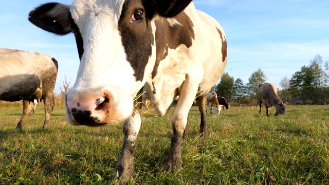一群奶牛在阳光灿烂的草坪上吃草。动物牧场。风景优美的背景。农业的概念。慢动作视频素材